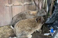 Króliki olbrzym belgijski