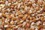 Kukurydza paszowa Orange/ Wysuszona