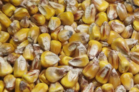 Kukurydza paszowa bardzo dobrze wysuszona