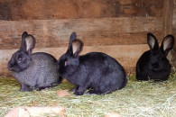 Sprzedam króliki