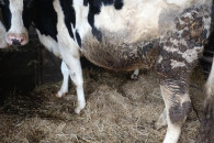 Jałówki na wcieleniu