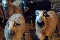 Sprzedam barany kameruńskie