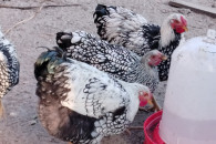 Kogut Wayndotta Srebrnołuskowa