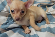 Chihuahua