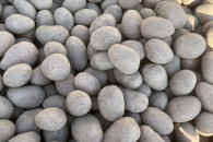 Ziemniaki Red Lady 35-50