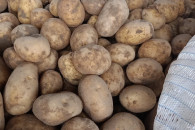 Sadzeniaki ziemniaki