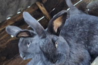 Młode samce 5-6 miesięcy