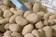 Sprzedam ziemniaki jadalne