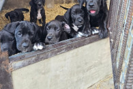 Dog niemiecki szczeniak