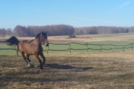 Sprzedam młodą klacz