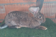 Belgijski Olbrzym Szary młode samiczki