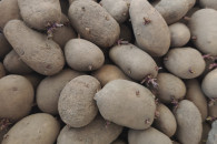 Ziemniaki OTOLIA i QUEEN ANNA 35-50