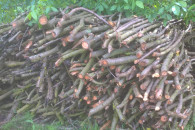 Czereśnia na ognisko, do paleniska, wędzarni