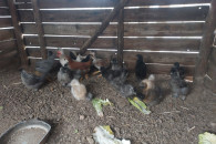 Kurczaki silki i zwykłe