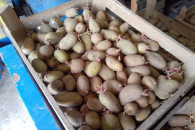 Ziemniaki do sadzenia