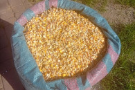 Kruszona kukurydza