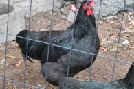 Koguty Australorp