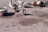Gęsi mlode