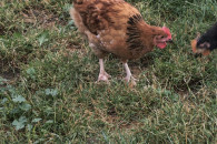 Koguty