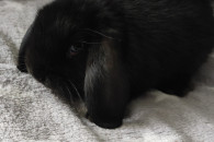 Mini lop baranek miniaturka
