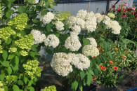 hortensje, roze, kanny,zurawki,hibiskusy