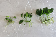 Anubias