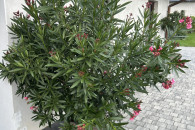 Oleander