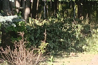 Oddam drewno, gałęzie z własnego lasu.