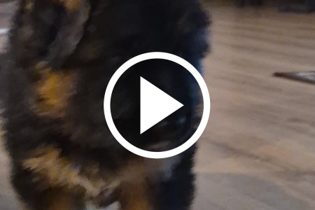 Owczarek niemiecki długowłosy