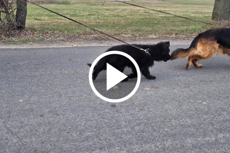 Owczarek niemiecki długowłosy